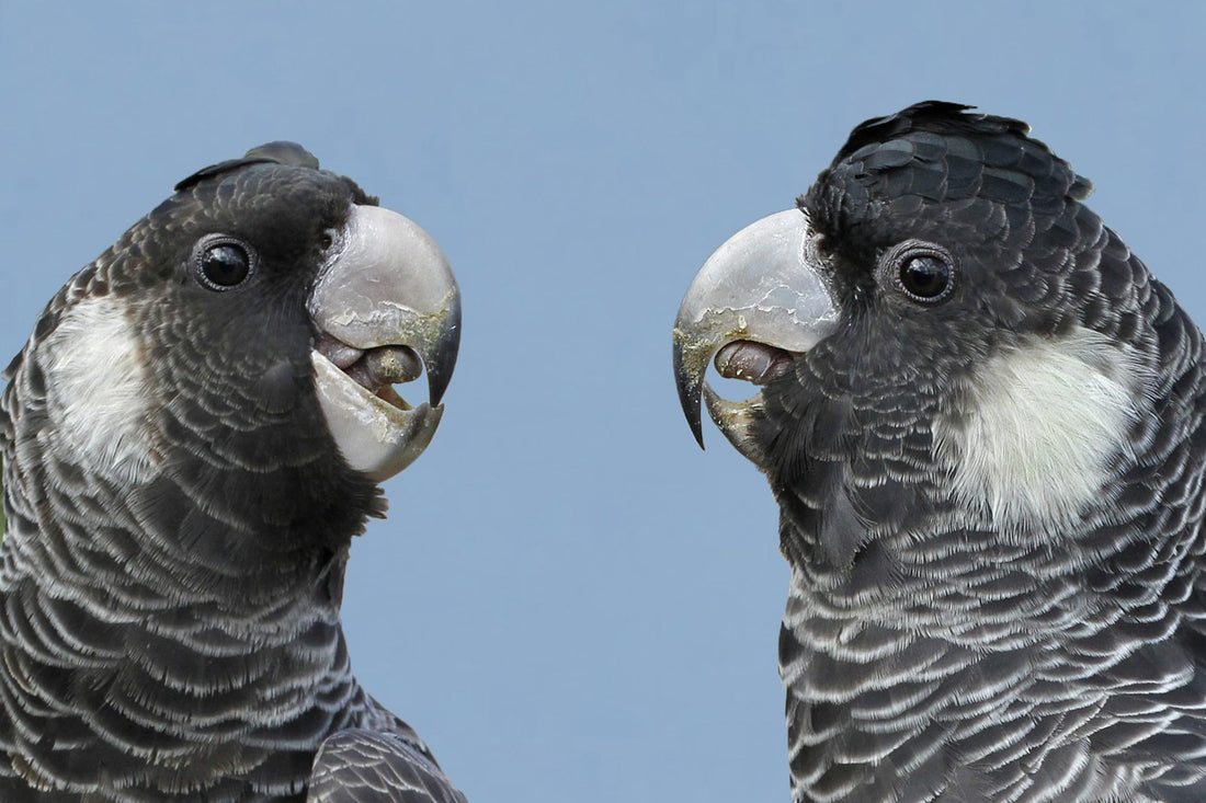 The Black Cockatoo and their lifelong loves are threatened