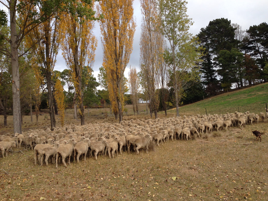 Visiting mill post: 14 thoughts & learnings from a sheep station