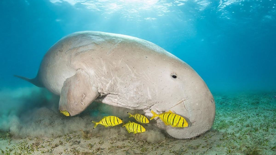 The Dugong and their underwater grass fields are at risk